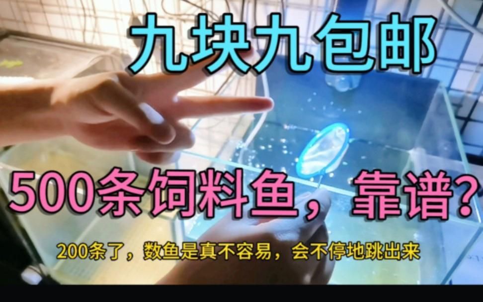 網上買魚苗哪個平臺最靠譜？ 網上買魚苗哪個平臺最靠譜？ 龍魚百科 第4張