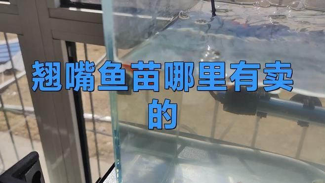 網上買魚苗哪個平臺最靠譜？ 網上買魚苗哪個平臺最靠譜？ 龍魚百科 第6張