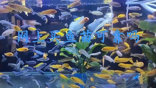 網上買魚苗哪個平臺最靠譜？ 網上買魚苗哪個平臺最靠譜？ 龍魚百科 第5張