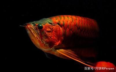 龍魚換水后不吃食了：龍魚換水后不吃食怎么辦