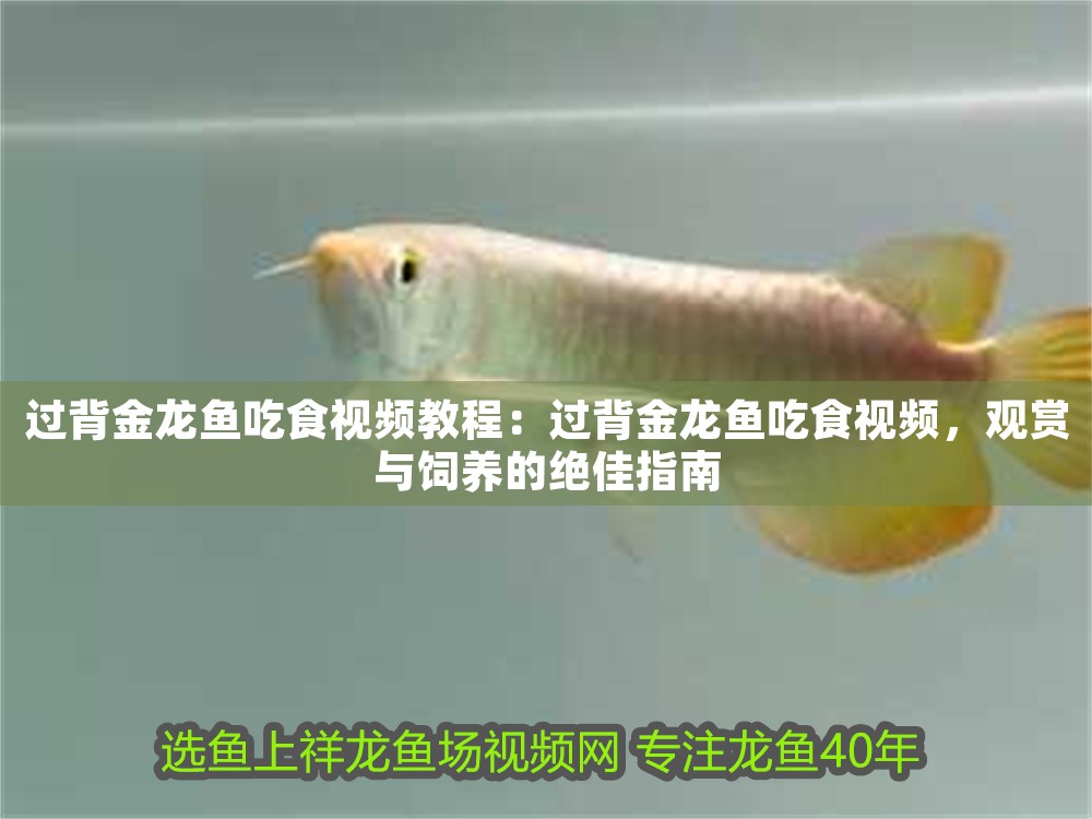 過背金龍魚吃食視頻教程：過背金龍魚吃食視頻，觀賞與飼養的絕佳指南