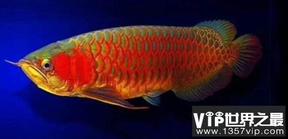 龍魚在魚缸快速游動的原因：龍魚在魚缸中快速游動可能是由于多種因素引起的原因