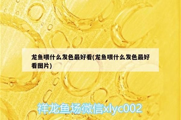 龍魚在魚缸快速游動的原因：龍魚在魚缸中快速游動可能是由于多種因素引起的原因