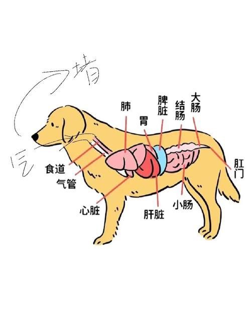 混養時如何避免沖突？ 混養時如何避免沖突？ 龍魚百科 第1張