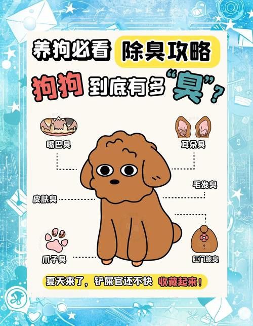 混養時如何避免沖突？ 混養時如何避免沖突？ 龍魚百科 第5張