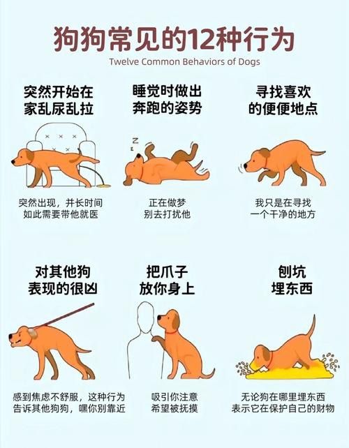 混養時如何避免沖突？ 混養時如何避免沖突？ 龍魚百科 第4張