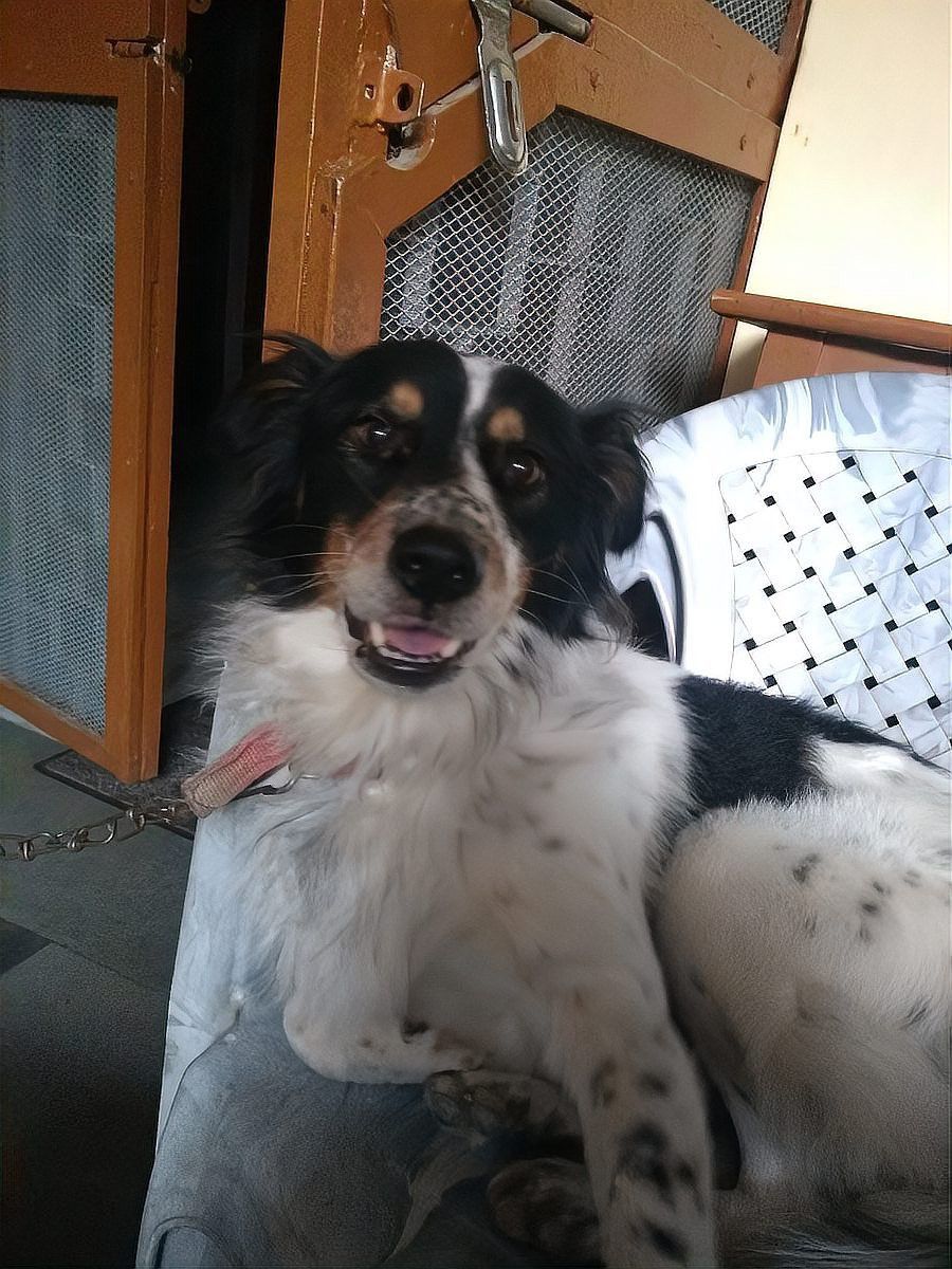 混養時如何避免沖突？ 混養時如何避免沖突？ 龍魚百科 第9張