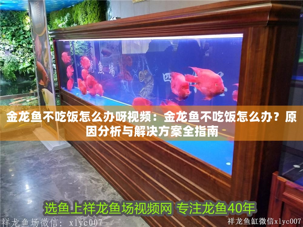金龍魚不吃飯怎么辦呀視頻：金龍魚不吃飯怎么辦？原因分析與解決方案全指南