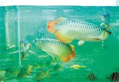 金龍魚怎么做檢疫報(bào)告：金龍魚怎么做檢疫報(bào)告制作步驟僅為一份可能的檢疫報(bào)告制作步驟