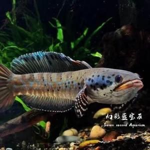 哪個雷龍魚好看：雷龍魚飼養難度排行