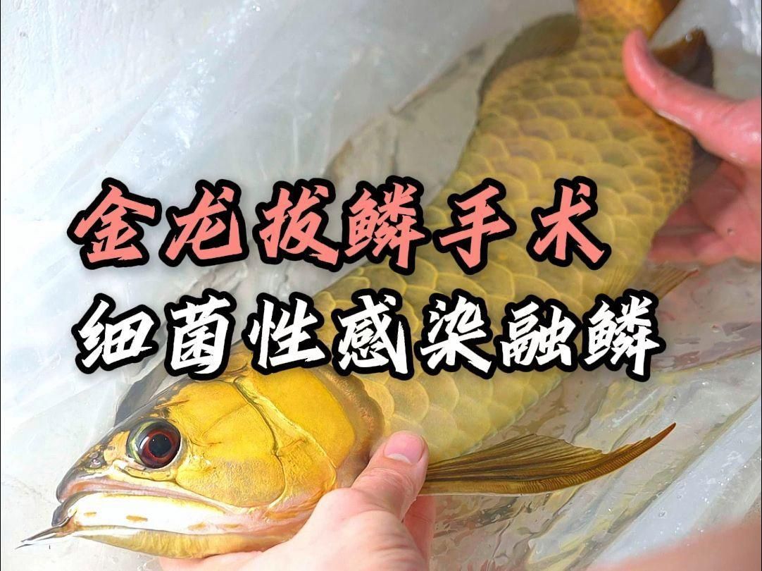龍魚細菌感染有哪些癥狀 龍魚細菌感染有哪些癥狀 龍魚百科 第1張