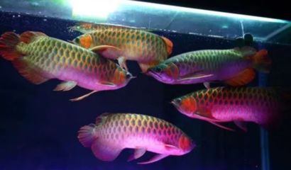 龍魚配什么魚最好養(yǎng)：什么樣的魚適合與龍魚混養(yǎng) 龍魚配什么魚最好養(yǎng)：什么樣的魚適合與龍魚混養(yǎng) 龍魚百科 第4張