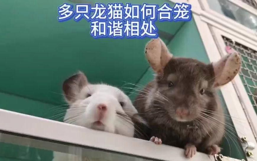 龍貓合籠需要準備什么 龍貓合籠需要準備什么 龍魚百科 第3張