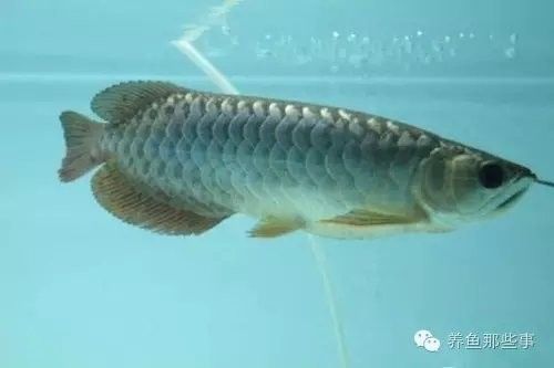 龍魚的屎什么樣 龍魚的屎什么樣 龍魚百科 第6張