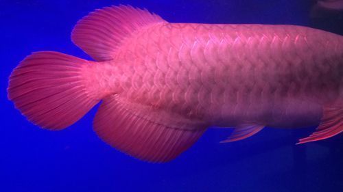 紅龍魚鱗片底色發紅是什么原因引起的(紅龍魚鱗片發紅怎么辦) 龍魚百科 第3張 紅龍魚鱗片底色發紅是什么原因引起的(紅龍魚鱗片發紅怎么辦) 紅龍魚鱗片底色發紅是什么原因引起的(紅龍魚鱗片發紅怎么辦) 龍魚百科 第3張