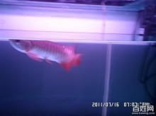 龍魚缸的寬度：使用黃粉治療龍魚需要注意哪些問題 龍魚缸的寬度：使用黃粉治療龍魚需要注意哪些問題 龍魚百科 第2張