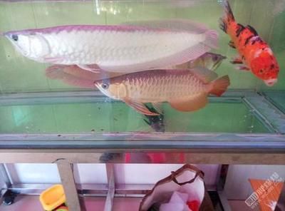 龍魚缸的寬度：使用黃粉治療龍魚需要注意哪些問題 龍魚缸的寬度：使用黃粉治療龍魚需要注意哪些問題 龍魚百科 第1張