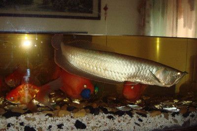 金背銀龍魚【金背銀龍魚的挑選技巧】 金背銀龍魚【金背銀龍魚的挑選技巧】 龍魚百科 第2張