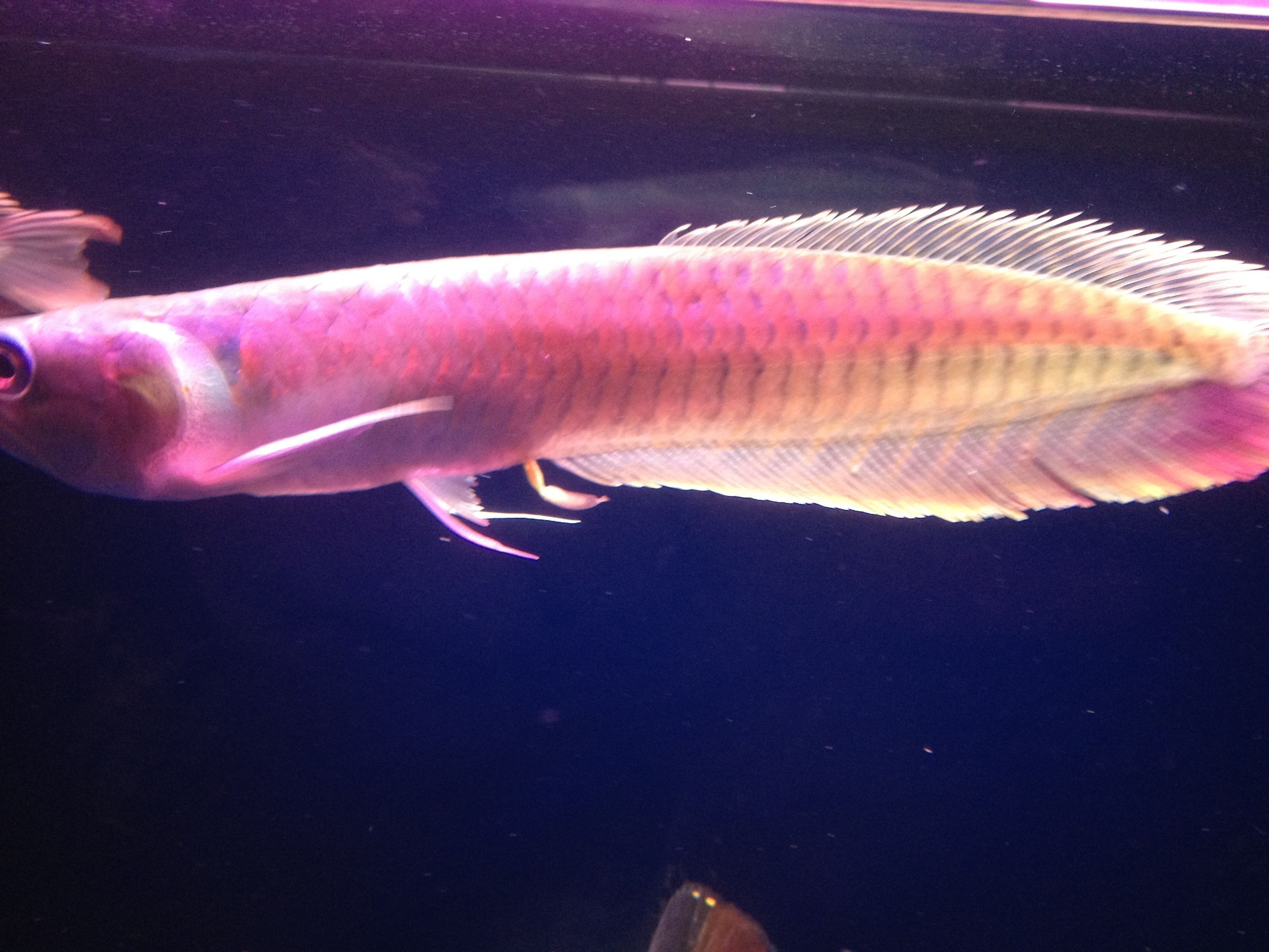 金背銀龍魚【金背銀龍魚的挑選技巧】 金背銀龍魚【金背銀龍魚的挑選技巧】 龍魚百科 第4張