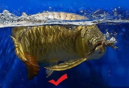 龍魚麻醉運輸到了翻肚皮：如何判斷龍魚麻醉過度，龍魚麻醉后恢復技巧 龍魚麻醉運輸到了翻肚皮：如何判斷龍魚麻醉過度，龍魚麻醉后恢復技巧 龍魚百科 第1張