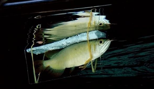 龍魚麻醉運輸到了翻肚皮：如何判斷龍魚麻醉過度，龍魚麻醉后恢復技巧 龍魚麻醉運輸到了翻肚皮：如何判斷龍魚麻醉過度，龍魚麻醉后恢復技巧 龍魚百科 第2張