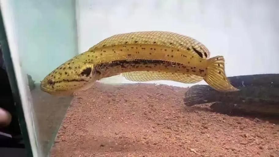 野生雷龍魚圖片高清