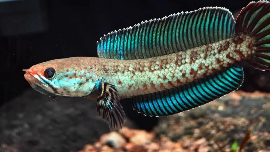 野生雷龍魚圖片高清