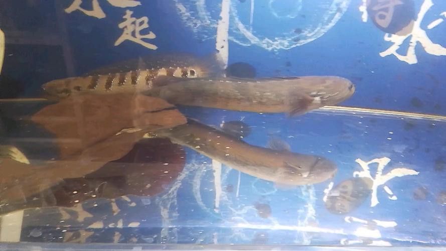 野生雷龍魚圖片高清