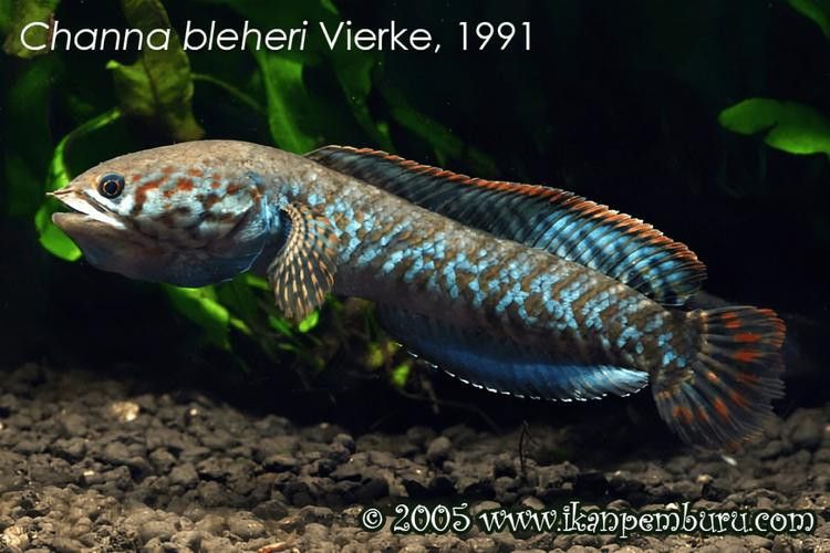 野生雷龍魚圖片高清