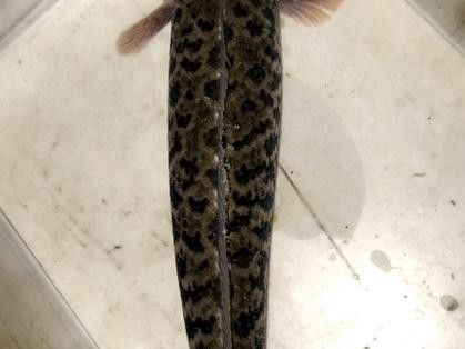 野生雷龍魚圖片高清