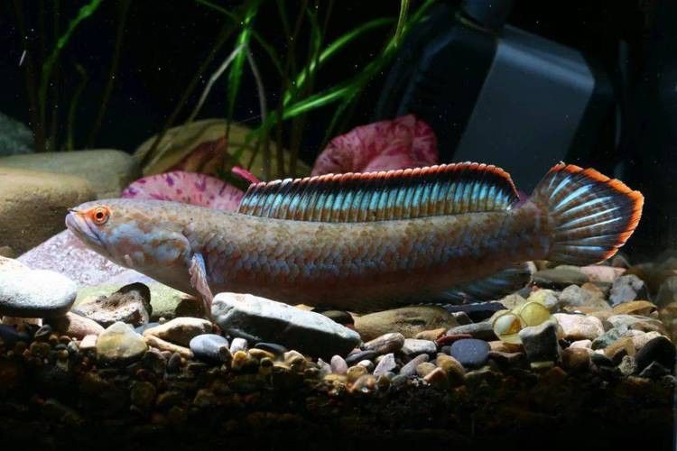 野生雷龍魚圖片高清