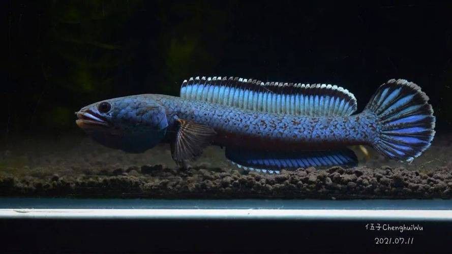 野生雷龍魚圖片高清