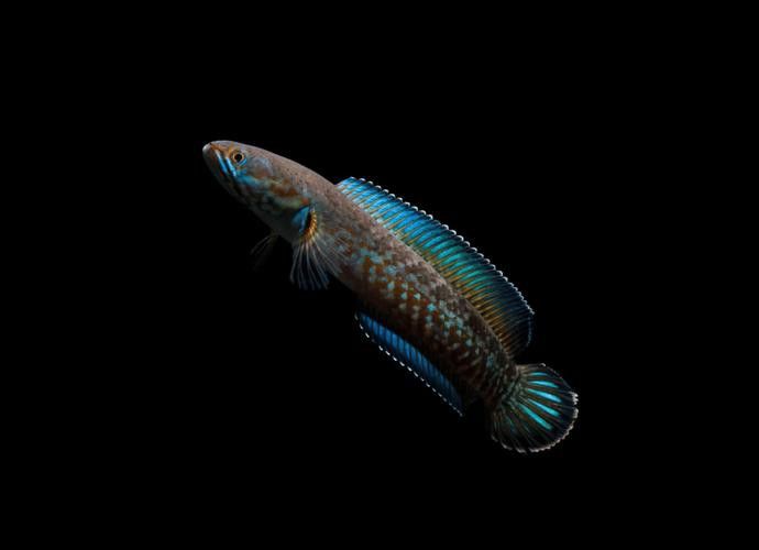 野生雷龍魚圖片高清