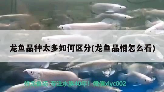 購買龍魚時的鑒別方法是什么：如何辨別龍魚的性別