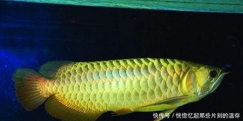 最大龍魚：世界上最大的龍魚之一，體長可以達到90公分以上