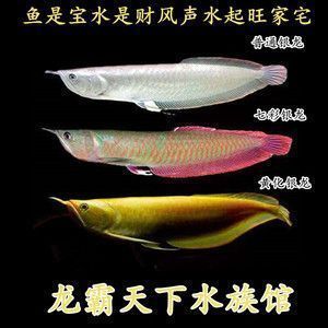 金龍魚公好還是母好