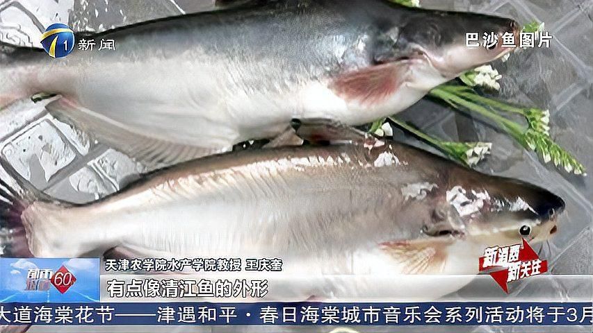 龍利魚是巴沙魚嗎 龍魚百科 第1張 龍利魚是巴沙魚嗎 龍利魚是巴沙魚嗎 龍魚百科 第1張