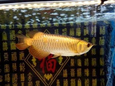 廣州觀賞魚批發(fā)市場去祥龍魚場有多遠，從廣州觀賞魚批發(fā)市場到祥龍魚場有哪些交通方式？