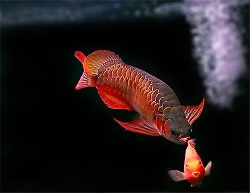 合肥龍魚交流群微信二維碼在哪里