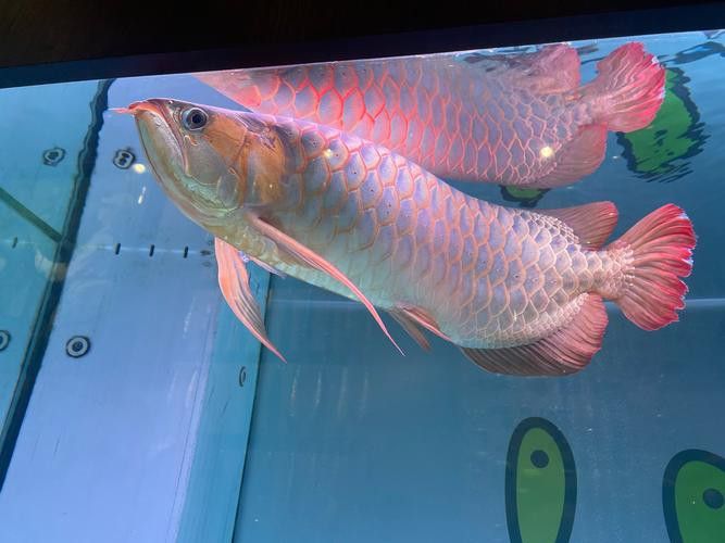 合肥龍魚交流群微信二維碼在哪里