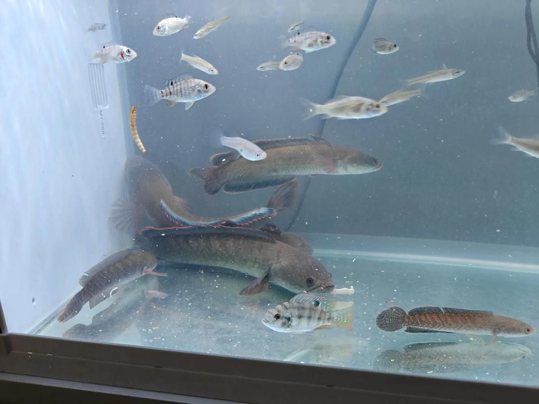 合肥龍魚交流群微信二維碼在哪里