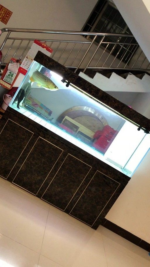 金龍魚缸圖片大全大圖視頻 金龍魚缸圖片大全大圖視頻 龍魚百科 第23張