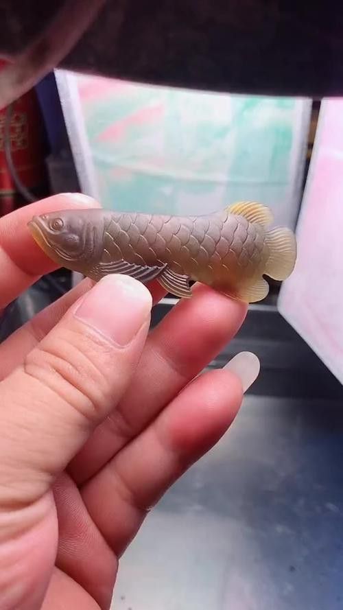 翡翠金龍魚圖片 翡翠金龍魚圖片 龍魚百科 第3張