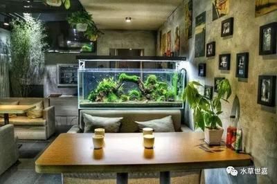 龍魚水草缸:龍魚水草缸如何搭建和養(yǎng)護(hù) 龍魚百科 第1張 龍魚水草缸:龍魚水草缸如何搭建和養(yǎng)護(hù) 龍魚水草缸:龍魚水草缸如何搭建和養(yǎng)護(hù) 龍魚百科 第1張