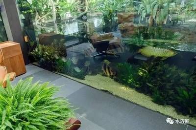 龍魚水草缸：龍魚水草缸如何搭建和養(yǎng)護(hù) 龍魚水草缸：龍魚水草缸如何搭建和養(yǎng)護(hù) 龍魚百科 第2張