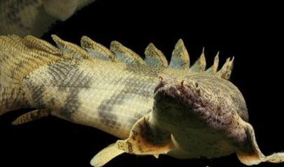 恐龍魚介紹（恐龍魚是一類生活在史前時代的海洋生物）