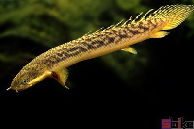 恐龍魚介紹（恐龍魚是一類生活在史前時代的海洋生物）