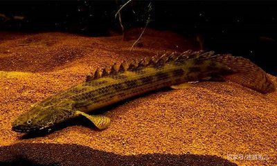 恐龍魚介紹（恐龍魚是一類生活在史前時代的海洋生物）