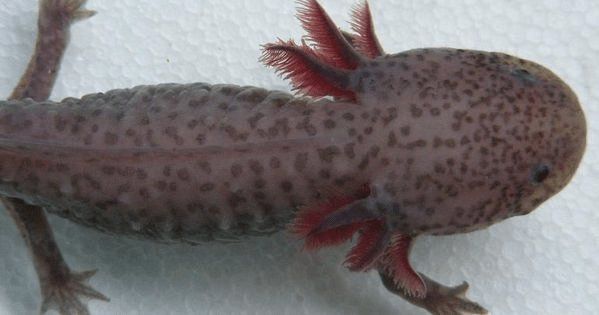 六角恐龍魚的特征（六角恐龍魚的飼養技巧）