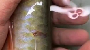 金龍魚有寄生蟲的癥狀:金龍魚寄生蟲感染的一些常見癥狀 龍魚百科 第2張 金龍魚有寄生蟲的癥狀:金龍魚寄生蟲感染的一些常見癥狀 金龍魚有寄生蟲的癥狀:金龍魚寄生蟲感染的一些常見癥狀 龍魚百科 第2張